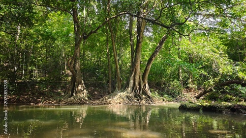 Billede på lærred Sunlit majestic tropical trees with large buttress roots reflecting in a tranquil green forest stream