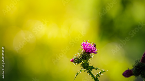 Fotografija Honey bee collecting nectar on purple milk thistle flower with sharp thorns in m