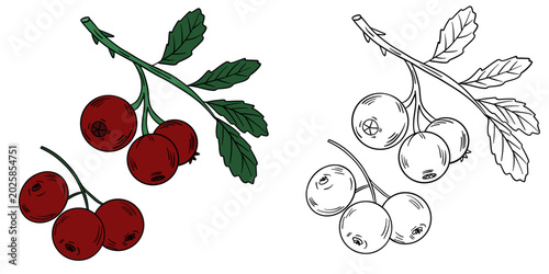 Hand-drawn illustration cranberry in color and black white outline. Cranberry berries, leaves, and natural organic textures. Red and green tones, outline kids coloring pages and educational activities