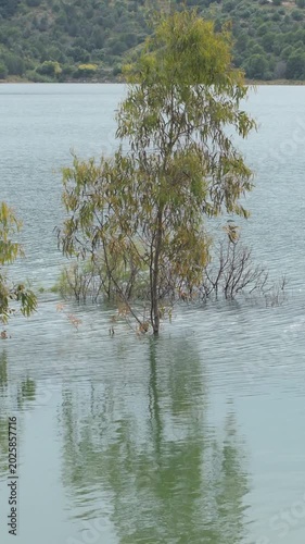 Eucalyptus tree half submerged in a lake. 4K Vertical