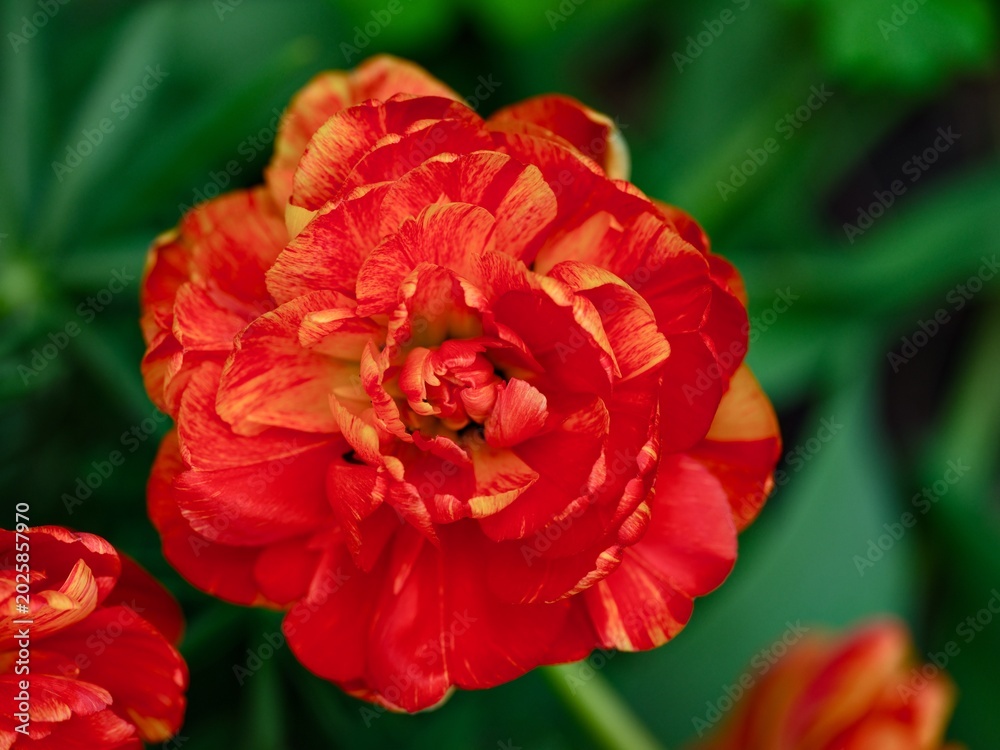 Fototapeta premium A close-up shot of orange double peony tulip with red stripes blooming in a garden.