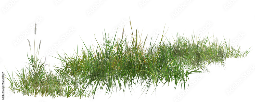 Fototapeta premium grass isolated on white background/Sharp high-resolution wild grass collection isolated on white background with realistic green natural texture.