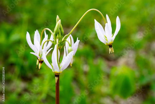 A cluster of white Shooting Star flowers (Dodecatheon meadia), a beautiful native perennial blooming in early May in Wisconsin.