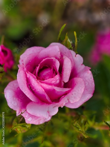 Pink rose blooms with water droplets in a garden setting during a warm afternoon
