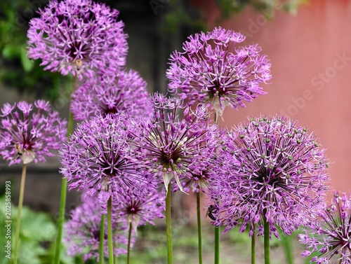 Fotografija Beautiful purple ornamental onion allium flowers with bees close-up