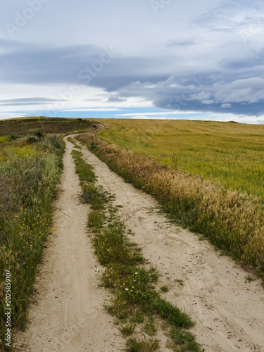 Pathway leading through grassy field under cloudy sky in rural area during late afternoon