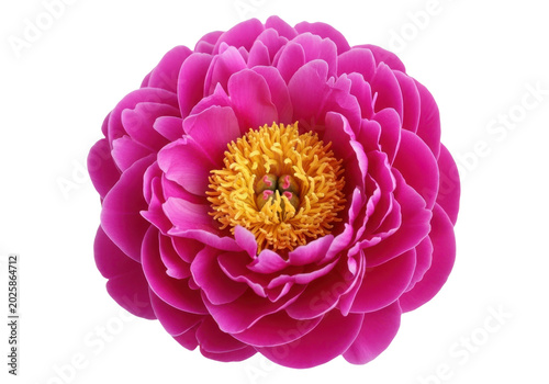 Vibrant pink peony flower bloom isolated on transparent background