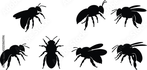 Bild auf Leinwand Carpenter Bee stencil templates