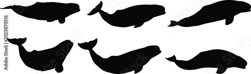 Canvas-taulu Beluga Whale silhouettes collection