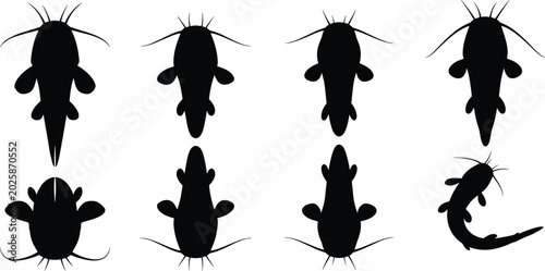 Foto Catfish silhouettes collection
