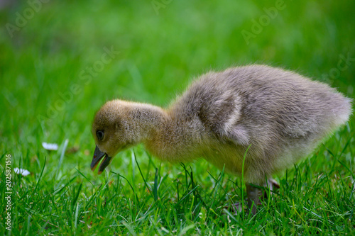 Wildgans küken auf Wiese