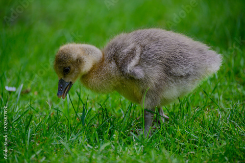 Wildentenküken auf Wiese