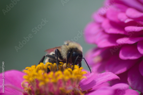 Bild auf Leinwand Abejorro polinizando flor zinnia en Wheeler Historic Farm, Salt Lake City