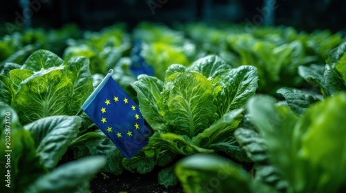 Lettuce growing in a greenhouse with an EU flag displayed among the plants during midday hours