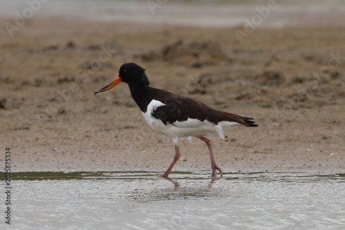 oystercatcher (Haematopus ostralegus)
