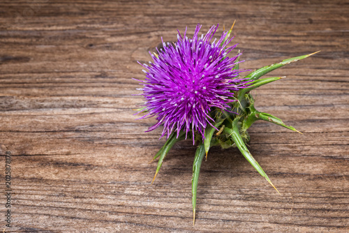 Milk Thistle (Silybum marianum), Asteraceae. Annual or biennial herbaceous plant, medicinal and spontaneous plant, Purple flower.