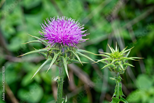 Milk Thistle (Silybum marianum), Asteraceae. Annual or biennial herbaceous plant, medicinal and spontaneous plant, Purple flower.