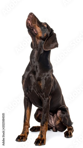 Elegant dog with upward gaze on white background isolated for creative uses