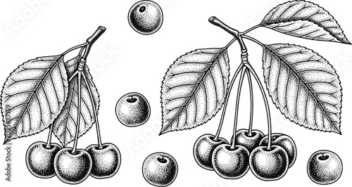 Obraz na płótnie Vintage cherry branch engraving vector set