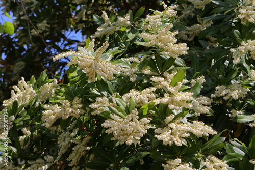 Quadro su tela Pieris floribunda blossom