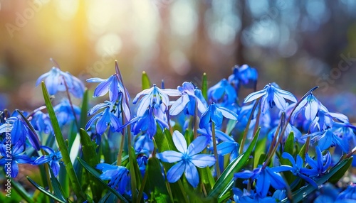 Φωτογραφία beautiful nature background with blue snowdrop flowers growth in garden close up