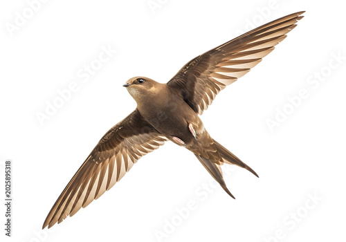 Common swift in flight isolated on transparent background