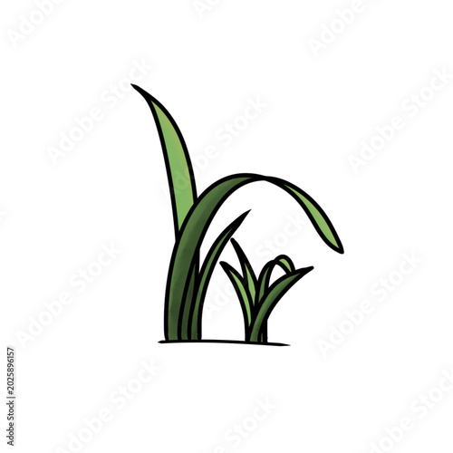 green plant isolated on white