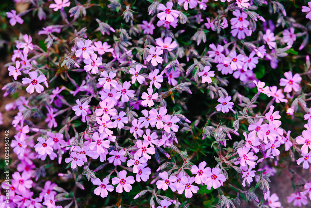 Obraz premium Small pink flowers bloom on a green plant