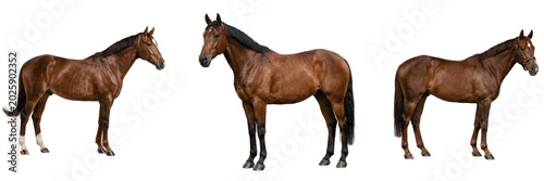 Fotografie A Set of  brown horses standing isolated on white background PNG, realistic farm