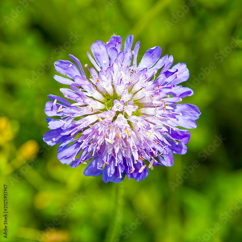 Knautia arvensis - Acker- oder Wiesen-Skabiose. Hübsche Wiesenblume mit zart-blauvioletten Blüten
