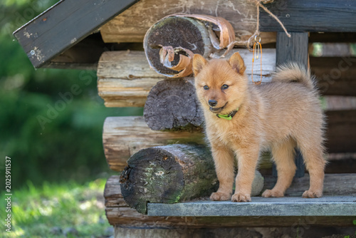 Finnish Spitz puppy stands in front of wooden doghouse in backyard during sunny day while exploring surroundings with curiosity