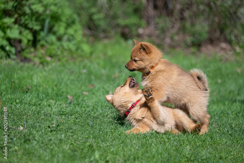 Two Finnish Spitz puppies are playing on gras. They are having fun and running around, showing their playful nature on a sunny spring day.