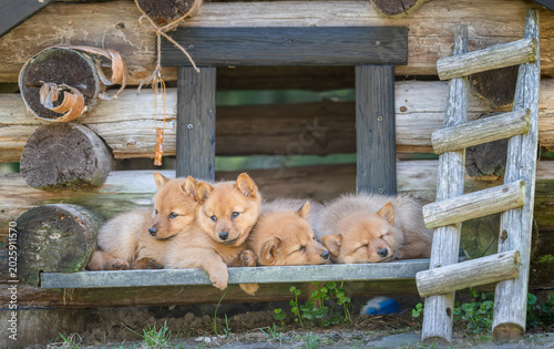 Four Finnish Spitz puppies rest together in a wooden doghouse with a small ladder outside during a sunny day in their backyard
