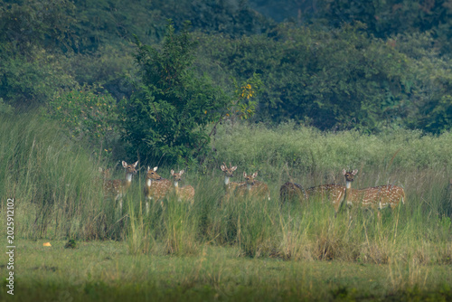 Φωτογραφία Indian Spotted Deer or Chital or Axis axis herd at Umred Karhandla, Maharashtra