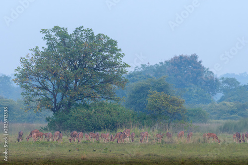 Φωτογραφία Indian Spotted Deer or Chital or Axis axis herd at Umred Karhandla, Maharashtra
