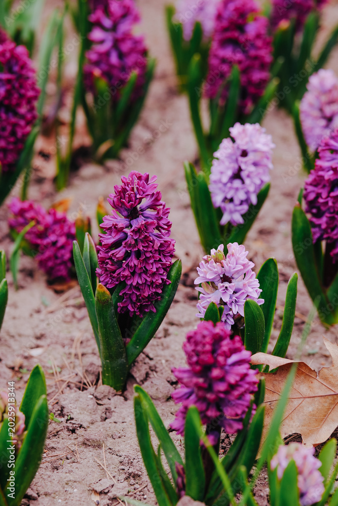 Fototapeta premium Purple hyacinth flowers growing in brown soil with green leaves