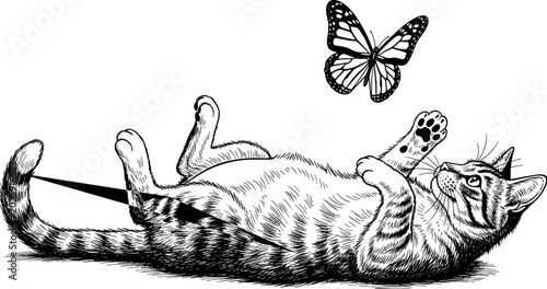 Obraz na płótnie Playful tabby cat lying on its back playing with a monarch butterfly, hand drawn vintage engraving style, black and white
