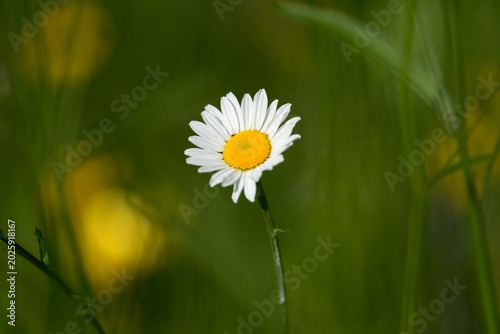 Photos Fleurs des champs