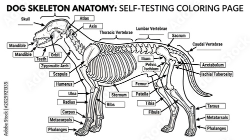 Black and white illustration of a horse
