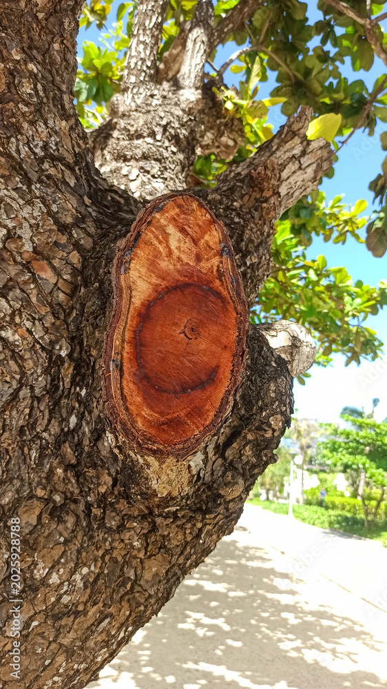 Obraz premium tree in the park