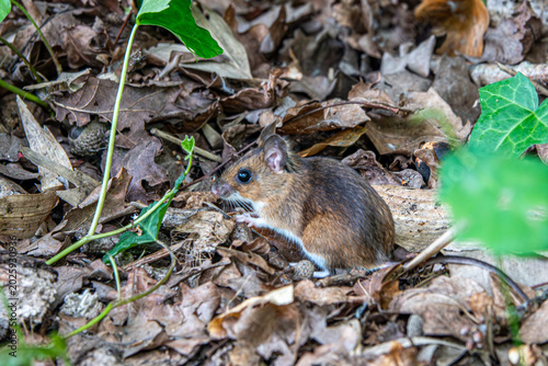 portrait of a wood mouse apodemus sylvaticus