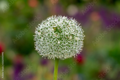 close up of the  white flower  umbel of the onion plant allium cepa with a blurred background