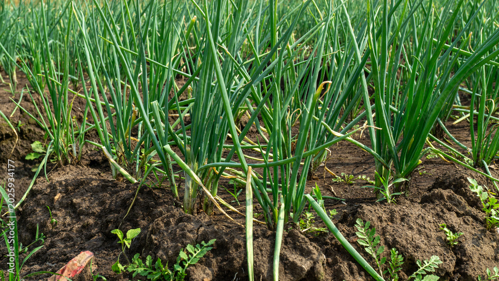 Obraz premium Scenic wide shot of a lush leek and green onion crop field under a cloudy blue sky.