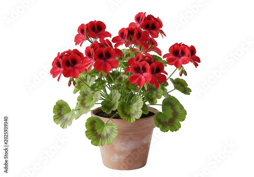 Potted red geranium plant with green leaves isolated on a transparent background