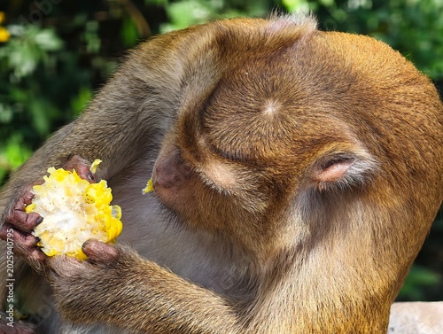 A macaque monkey eats corn.