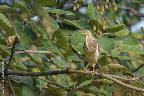 Fotografie Indian Pond Heron perched on tree branch at Umred, Maharashtra, India