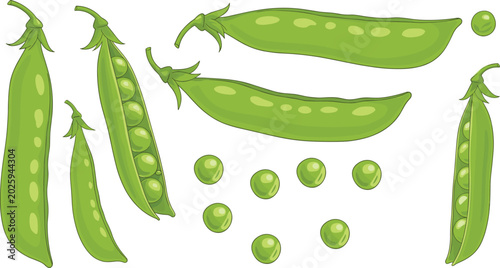 Fotografie Fresh green pea pods vector illustration collection with loose round seeds isolated on transparent background for healthy vegan food menu graphic elements