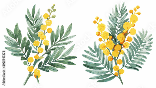 watercolor illustrations of mimosa branches with yellow flowers and green foliage on a white background