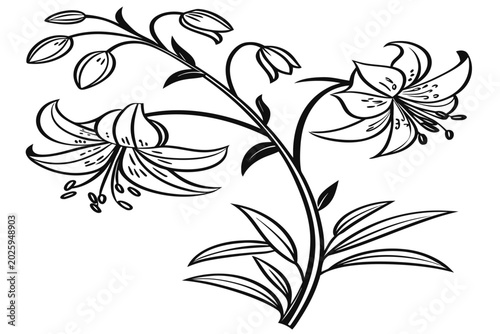 Cuadro en lienzo coloring page line art the meadow rue flower black vector