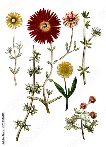 Botanik, Pflanzen, Ficoides africana, verschiedene Variationen